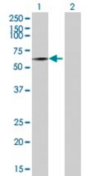 Anti-SEMA3B antibody produced in rabbit purified immunoglobulin, buffered aqueous solution