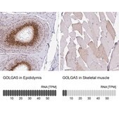 Anti-GOLGA5 antibody produced in rabbit Prestige Antibodies&#174; Powered by Atlas Antibodies, affinity isolated antibody, buffered aqueous glycerol solution