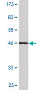 Monoclonal Anti-SDS antibody produced in mouse clone 1A9, purified immunoglobulin, buffered aqueous solution