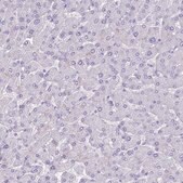 Anti-INS antibody produced in rabbit Prestige Antibodies&#174; Powered by Atlas Antibodies, affinity isolated antibody, buffered aqueous glycerol solution