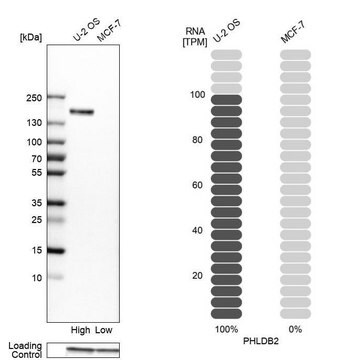 Anti-PHLDB2 antibody produced in rabbit Prestige Antibodies&#174; Powered by Atlas Antibodies, affinity isolated antibody, buffered aqueous glycerol solution