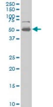 ANTI-PHF1 antibody produced in mouse clone 2A12, purified immunoglobulin, buffered aqueous solution