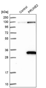 Anti-PRUNE2 antibody produced in rabbit Prestige Antibodies&#174; Powered by Atlas Antibodies, affinity isolated antibody, buffered aqueous glycerol solution