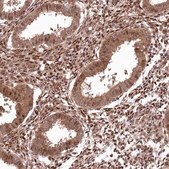 Anti-PSMA1 antibody produced in rabbit Prestige Antibodies&#174; Powered by Atlas Antibodies, affinity isolated antibody, buffered aqueous glycerol solution