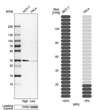 Anti-MPG antibody produced in rabbit Prestige Antibodies&#174; Powered by Atlas Antibodies, affinity isolated antibody, buffered aqueous glycerol solution