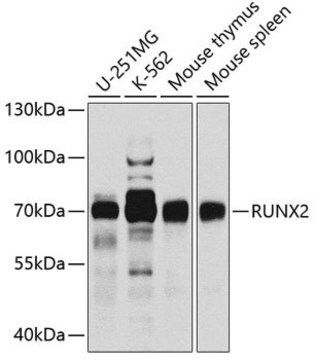 Anti-RUNX2 antibody produced in rabbit