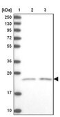Anti-KCNG1 antibody produced in rabbit Prestige Antibodies&#174; Powered by Atlas Antibodies, affinity isolated antibody, buffered aqueous glycerol solution