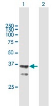 Anti-AGMAT antibody produced in mouse purified immunoglobulin, buffered aqueous solution