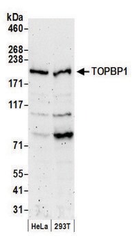 Rabbit anti-TopBP1 Antibody, Affinity Purified Powered by Bethyl Laboratories, Inc.