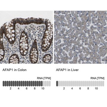 Anti-AFAP1 antibody produced in rabbit Prestige Antibodies&#174; Powered by Atlas Antibodies, affinity isolated antibody, buffered aqueous glycerol solution