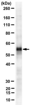 Anti-C9orf72 peptide 4 Antibody, clone 12E7
