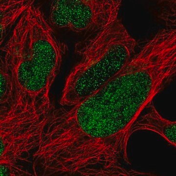 Anti-FOXP2 antibody produced in rabbit Prestige Antibodies&#174; Powered by Atlas Antibodies, affinity isolated antibody