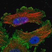 Anti-YES1 antibody produced in rabbit Prestige Antibodies&#174; Powered by Atlas Antibodies, affinity isolated antibody, buffered aqueous glycerol solution