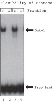  NuCLEAR&#8482; Extraction Kit For mammalian tissue or cultured cells