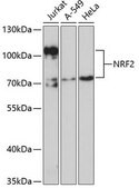 Anti-NRF2 antibody produced in rabbit