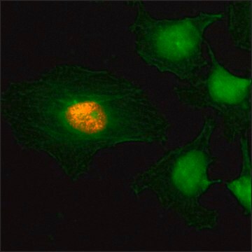 Anti-Phospho-Histone H2A/H4 (Ser1) antibody, Rabbit monoclonal recombinant, expressed in HEK 293 cells, clone RM216, purified immunoglobulin