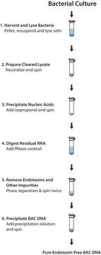 PhasePrep&#8482; BAC DNA Kit Scalable method for isolating large-molecular weight plasmids