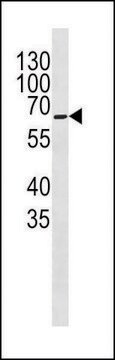 ANTI-COXI (CENTER) antibody produced in rabbit IgG fraction of antiserum, buffered aqueous solution