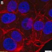 Anti-p-Cofilin (Ser3) Antibody, clone 5L4 ZooMAb&#174; Rabbit Monoclonal recombinant, expressed in HEK 293 cells