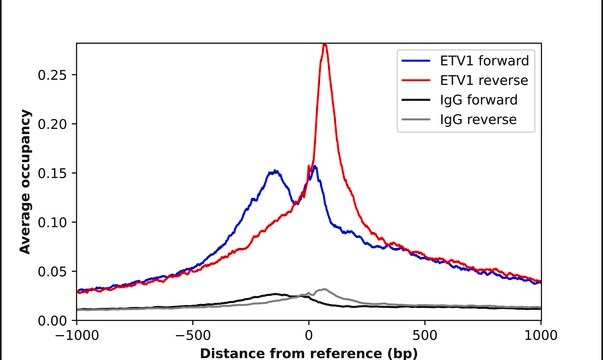 Anti-ETV1 antibody produced in rabbit Prestige Antibodies&#174; Powered by Atlas Antibodies, affinity isolated antibody