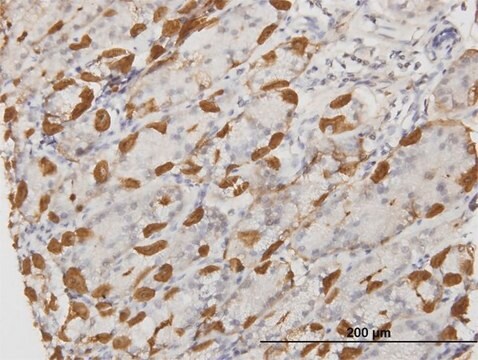 Monoclonal Anti-APOA2 antibody produced in mouse clone 1H6, purified immunoglobulin, buffered aqueous solution