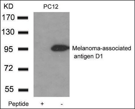 Anti-Maged1 antibody produced in rabbit affinity isolated antibody