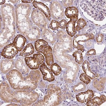 Anti-ADAMTS19 antibody produced in rabbit Prestige Antibodies&#174; Powered by Atlas Antibodies, affinity isolated antibody, buffered aqueous glycerol solution