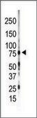 Anti-PKC&#947; (C-term) antibody produced in rabbit IgG fraction of antiserum, buffered aqueous solution