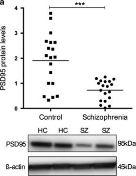 Anti-Post Synaptic Density Protein 95 Antibody, clone 7E3-1B8 clone 7E3-1B8, Chemicon&#174;, from mouse