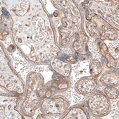 Anti-LAMA1 antibody produced in rabbit Prestige Antibodies&#174; Powered by Atlas Antibodies, affinity isolated antibody, buffered aqueous glycerol solution