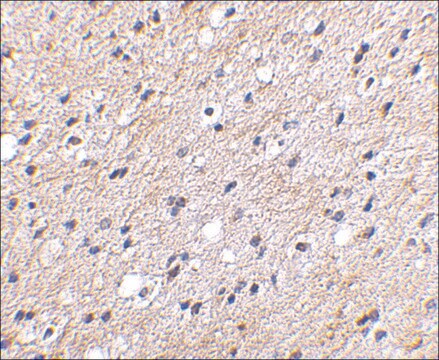 Anti-NIPSNAP (ab2) antibody produced in rabbit affinity isolated antibody, buffered aqueous solution