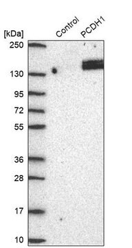 Anti-PCDH1 antibody produced in rabbit Prestige Antibodies&#174; Powered by Atlas Antibodies, affinity isolated antibody, buffered aqueous glycerol solution