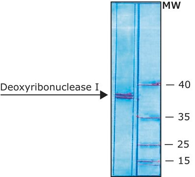 Deoxyribonuclease I bovine recombinant, expressed in Pichia pastoris, buffered aqueous glycerol solution, &#8805;5,000&#160;units/mg protein