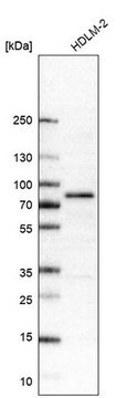 Monoclonal Anti-RIPK1 antibody produced in mouse Prestige Antibodies&#174; Powered by Atlas Antibodies, clone CL11368, purified immunoglobulin, buffered aqueous glycerol solution
