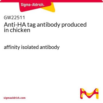 Anti-HA tag antibody produced in chicken affinity isolated antibody