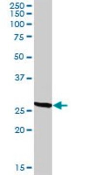 Anti-CD209 antibody produced in rabbit purified immunoglobulin, buffered aqueous solution