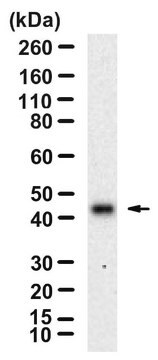 Anti-Ovalbumin Antibody, clone 3G13 ZooMAb&#174; Rabbit Monoclonal recombinant, expressed in HEK 293 cells