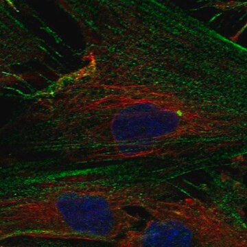 Anti-NPTX2 antibody produced in rabbit Prestige Antibodies&#174; Powered by Atlas Antibodies, affinity isolated antibody