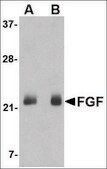 Anti-FGF4 antibody produced in rabbit affinity isolated antibody, buffered aqueous solution