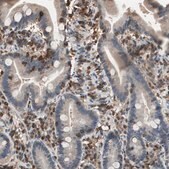 Anti-NFATC2 antibody produced in rabbit Prestige Antibodies&#174; Powered by Atlas Antibodies, affinity isolated antibody, buffered aqueous glycerol solution