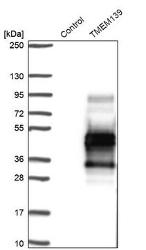Anti-TMEM139 antibody produced in rabbit Prestige Antibodies&#174; Powered by Atlas Antibodies, affinity isolated antibody, buffered aqueous glycerol solution