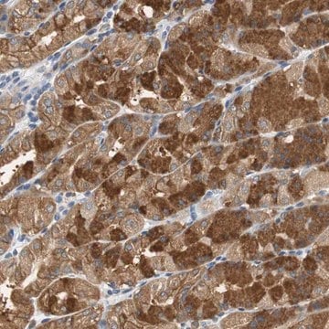 Anti-GLCCI1 antibody produced in rabbit Ab2, Prestige Antibodies&#174; Powered by Atlas Antibodies, affinity isolated antibody, buffered aqueous glycerol solution