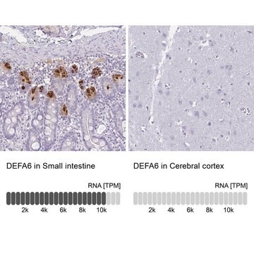 Anti-DEFA6 antibody produced in rabbit Prestige Antibodies&#174; Powered by Atlas Antibodies, affinity isolated antibody, buffered aqueous glycerol solution