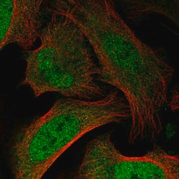 Anti-BAZ2B antibody produced in rabbit Prestige Antibodies&#174; Powered by Atlas Antibodies, affinity isolated antibody