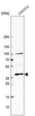 Anti-BMP2 antibody produced in rabbit Prestige Antibodies&#174; Powered by Atlas Antibodies, affinity isolated antibody