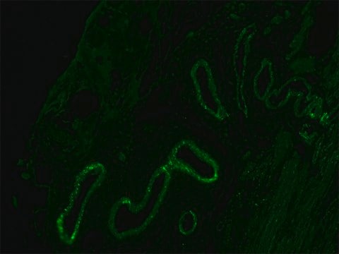 Anti-Mouse IgG (Fc specific) F(ab&#8242;)2 fragment&#8722;FITC antibody produced in goat affinity isolated antibody, buffered aqueous solution