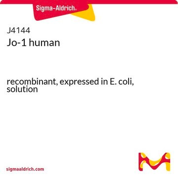 Jo-1 human recombinant, expressed in E. coli, solution