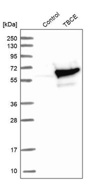 Anti-TBCE antibody produced in rabbit Prestige Antibodies&#174; Powered by Atlas Antibodies, affinity isolated antibody, buffered aqueous glycerol solution, Ab1