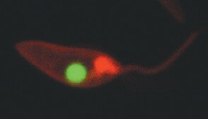 PKH26 Red Fluorescent Cell Linker Kit for General Cell Membrane Labeling Distributed for Phanos Technologies
