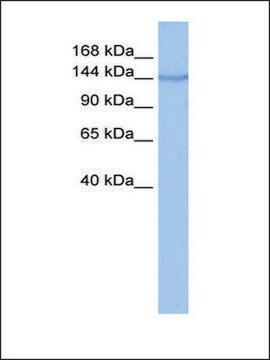 Anti-COPA antibody produced in rabbit affinity isolated antibody